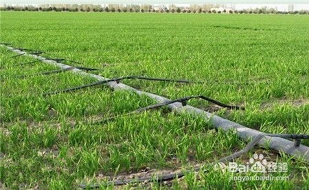 小麥春季首次肥水管理與軟件開發(fā) 一個關(guān)于精準與流程的跨界思考